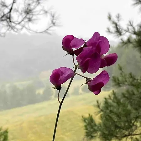 Vila-seca Vall D'amunt, Vine I Desconnecta!